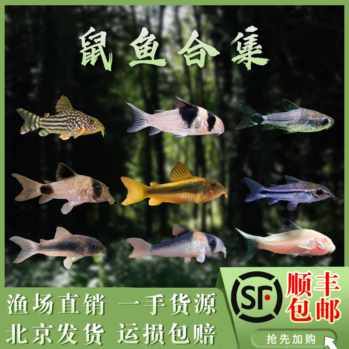 南美鼠鱼清洁食物残渣