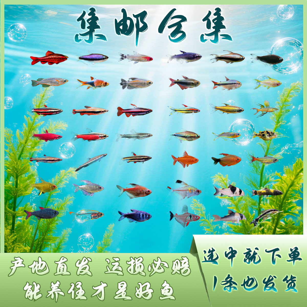 【柘鱼部落】集邮链接满29.7包邮灯鱼鼠鱼工具鱼扯旗南美东南亚