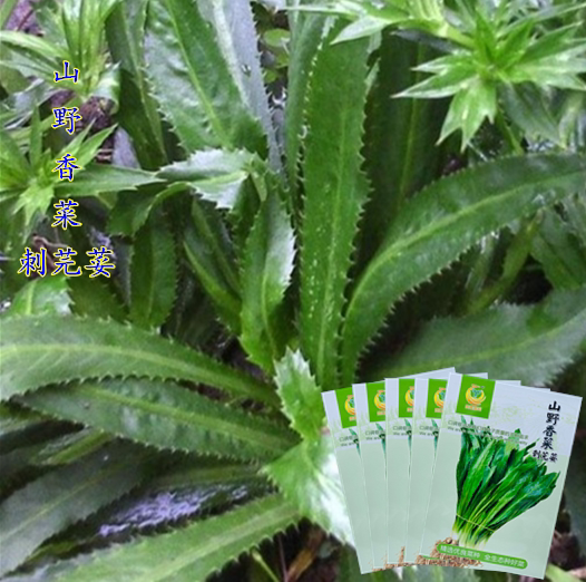 刺芫荽香菜种子云南山野大香菜提味香料冷菜佐料种籽四季野菜种孑