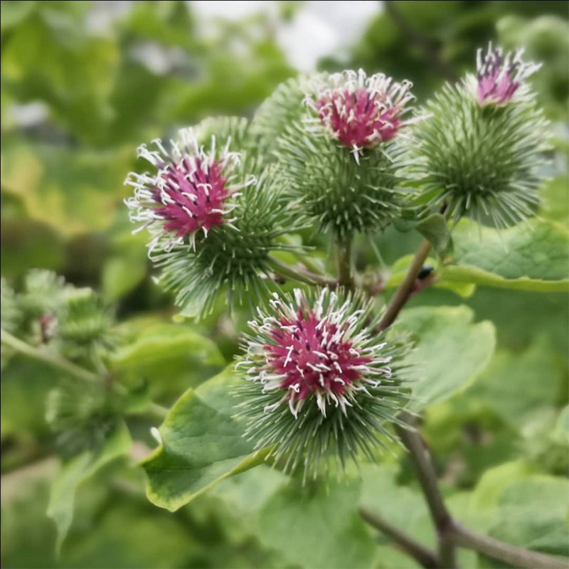 牛蒡子种子种籽四季多年生庭院观叶种孑
