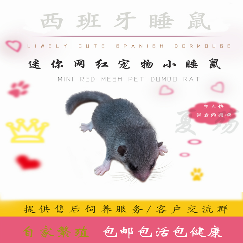 西班牙睡鼠幼崽活物小龙猫拇指鼠