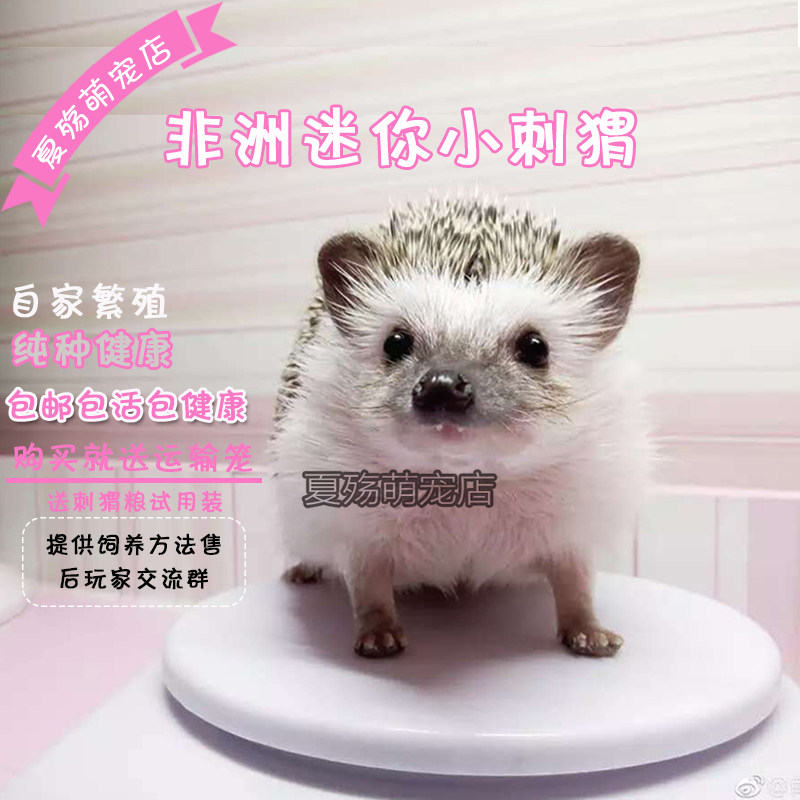 非洲迷你小刺猬活物抖音网红活体纯种家养健康无异味学生宿舍宠物