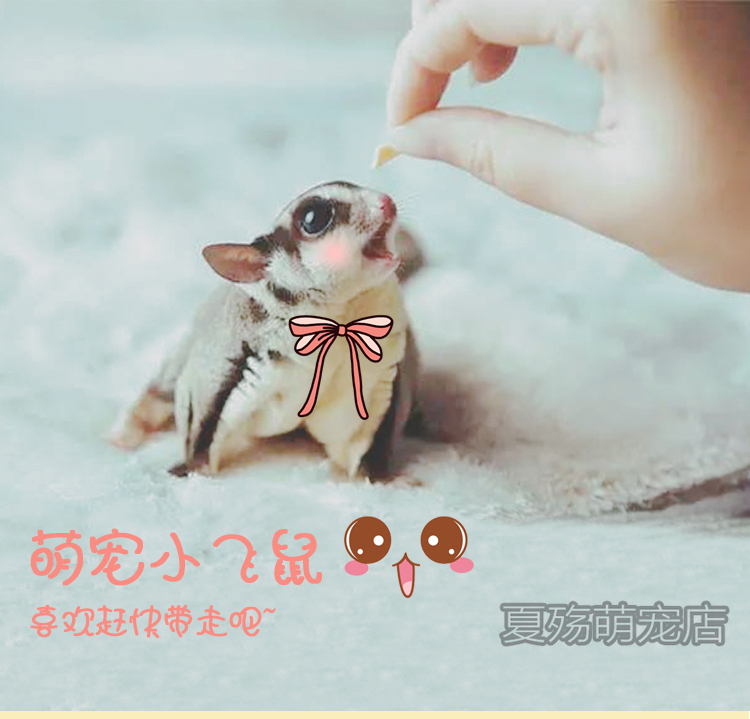 蜜袋鼬活物幼崽普蜜马赛克奶蜜