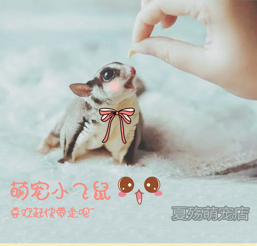 蜜袋鼬活物幼崽普蜜马赛克奶蜜