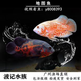 观赏地图鱼黑白地图猪仔鱼大黄蜂奥图风水鹦鹉发财鱼苗热带鱼活体