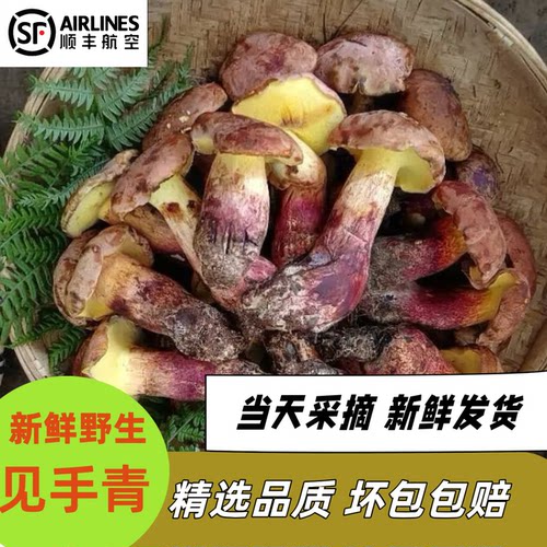 云南野生见手青现摘现发顺丰冷链