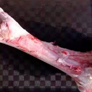 清真牛骨头8元一斤新鲜牛棒骨牛腿骨烤骨髓熬汤补钙切段顺丰包邮
