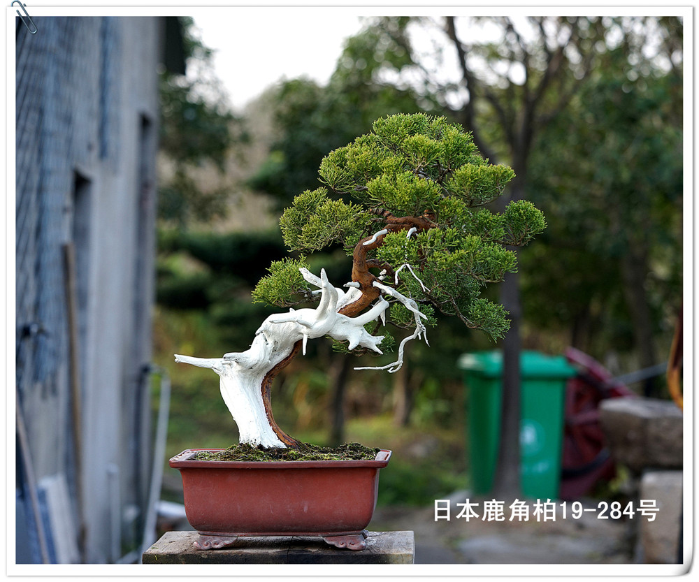 仁亿盆景园/日本进口盆景 日本鹿角柏树盆景 收藏盆景/19-284