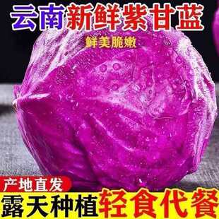 云南新鲜紫甘蓝农家包菜特大菜叶菜产地直发鲜美脆嫩轻食代餐