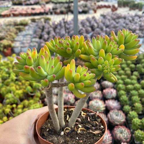 多肉植物八千代价格 多肉植物八千代图片 星期三