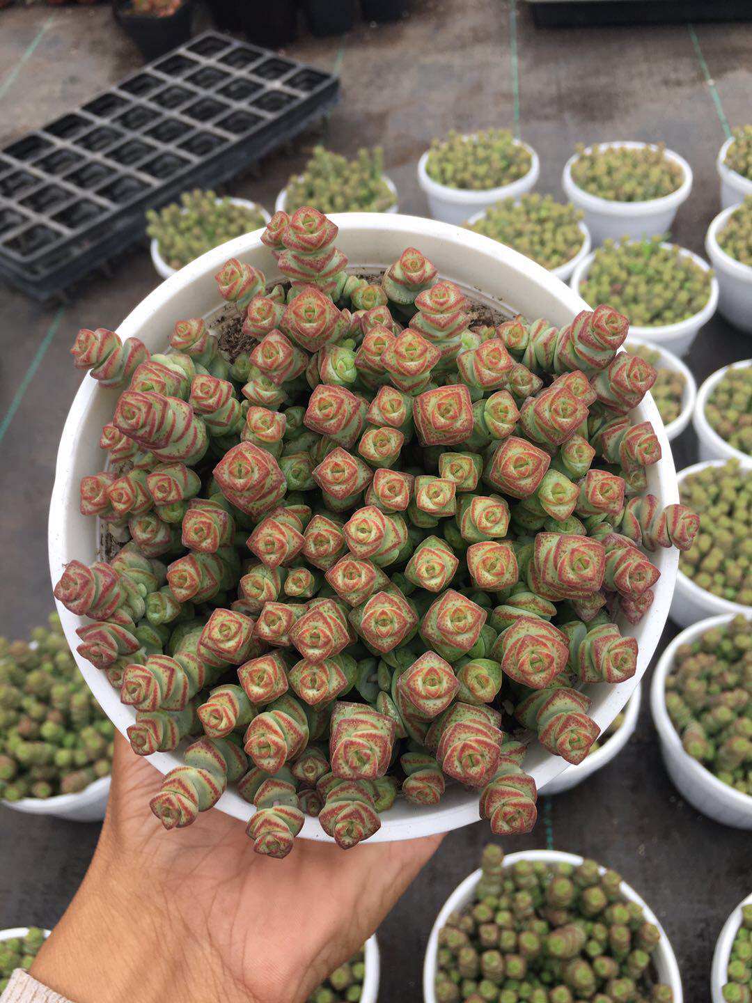 Succulent plants Succulent Rouleaux Big tub Long Rouleaux Figure Deliver goods combination Potted plant balconyin the Flower delivery/Flowers simulation/Plants gardening , Flowers/Potted plants (New) , Succulents  category - from Buy2taobao.com to provide professional Taobao agent buy service