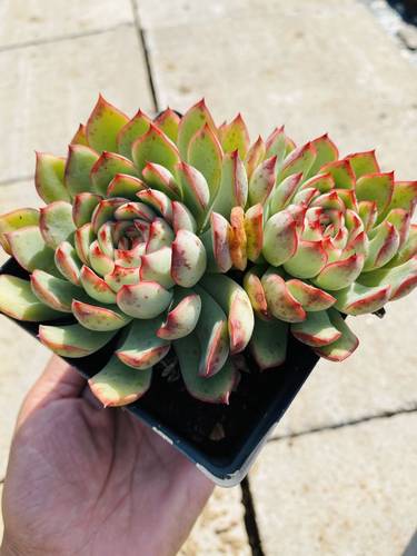 花月夜多肉价格 花月夜多肉图片 星期三