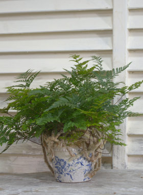粗陶冰裂纹青花珠点陶盆欧式简约室内装饰陶器蝴蝶兰绿植花卉花盆