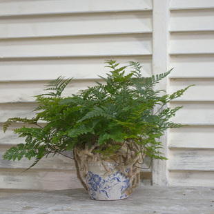 粗陶冰裂纹青花珠点陶盆欧式简约室内装饰陶器蝴蝶兰绿植花卉花盆