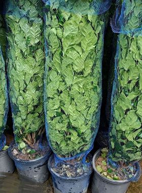 绿色植物运输包装网罩家用防植物散落花盆防漏叶子防脱塑料弹力网