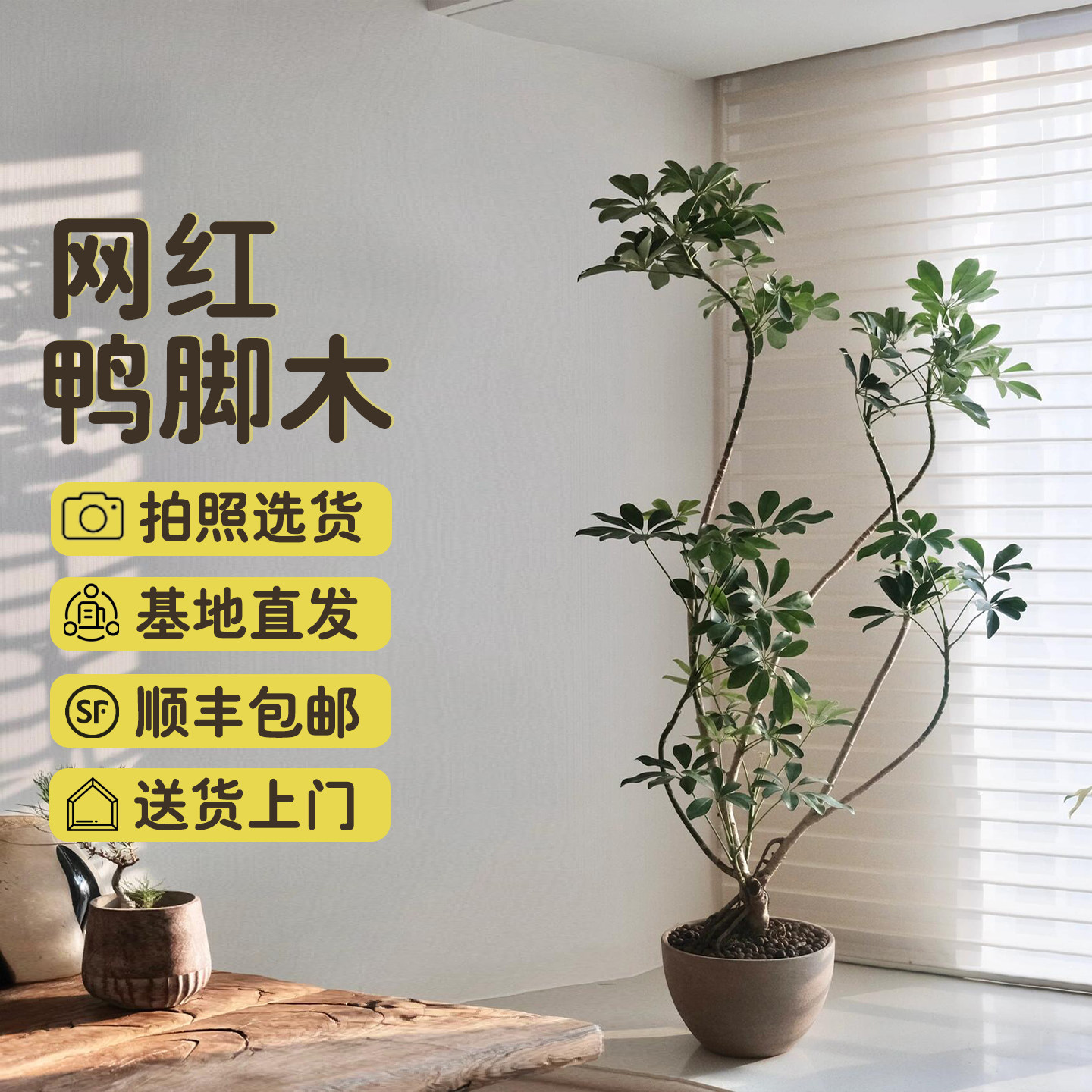 造型老桩鸭脚木大盆栽室内绿植客厅阳台落地大型乔迁新房植物,鲜花速递/花卉仿真/绿植园艺,大型绿植/成品组合盆栽,淘宝优惠券,粉丝福利购,淘宝优惠卷