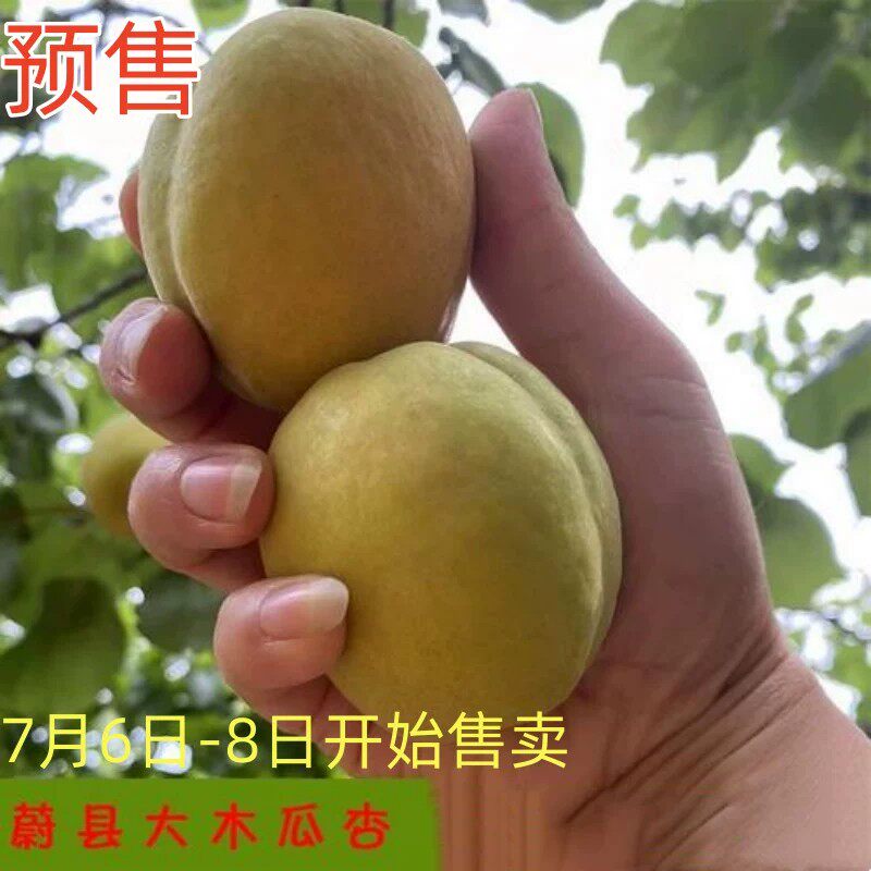 杏子水果新鲜正宗河北蔚县特产木瓜杏黄杏大杏子新鲜采摘产地直发