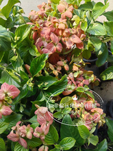 粉叶金花宫粉金花玉叶金花 纸扇花 带花苞 耐晒耐热阳台庭院 好养