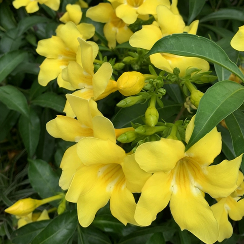 黄婵花盆栽四季花卉耐热耐晒