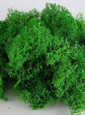 无杂质极地永生花苔藓青苔 钥匙扣玻璃罩植物墙微景观diy材料包