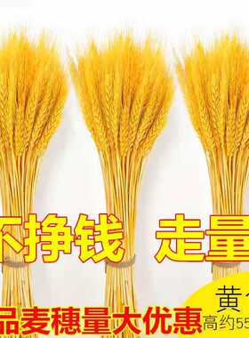 天然麦穗干花花束开业大麦田园装饰礼品拍摄道具包邮