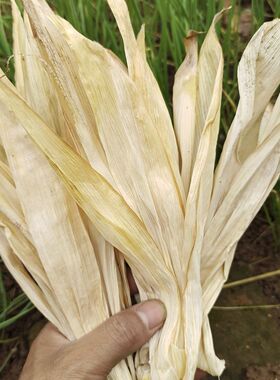 新玉米叶子棒棒袄纯自然笼屉布玉米皮编织工艺创意玉米袄苞米叶