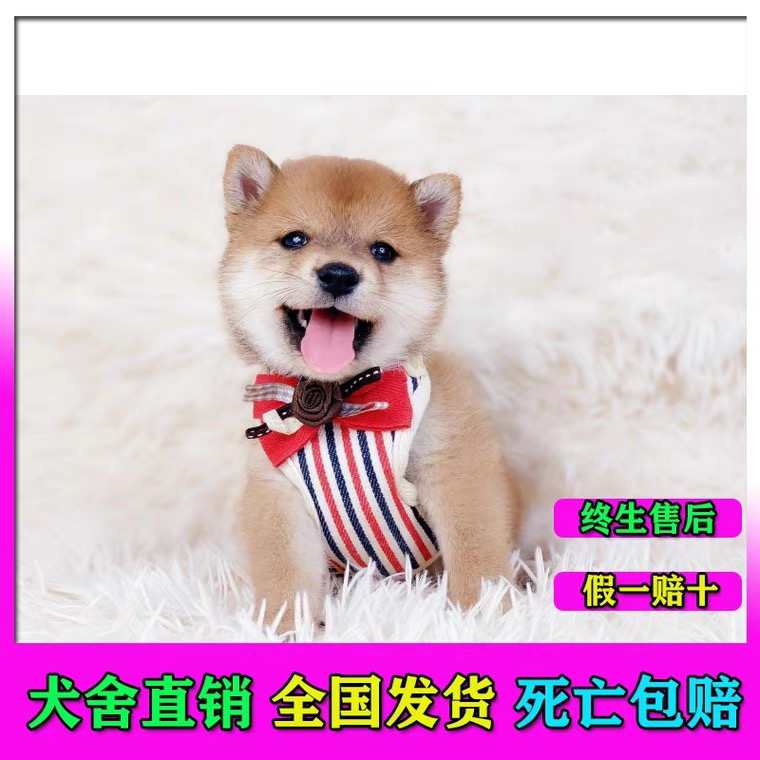 秋田犬白价格 秋田犬白图片 星期三