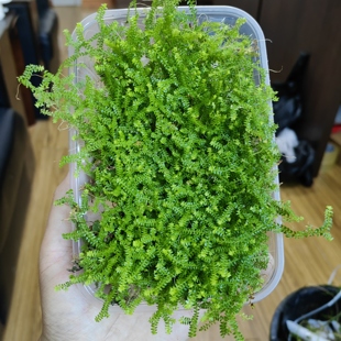 翠云草高山伏地卷柏爬藤植物雨林生态瓶造景兰花铺面苔藓小翠云