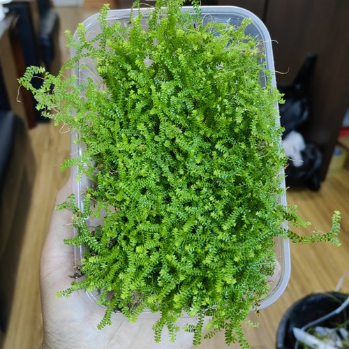 翠云草高山伏地卷柏爬藤植物雨林生态瓶造景兰花铺面苔藓小翠云