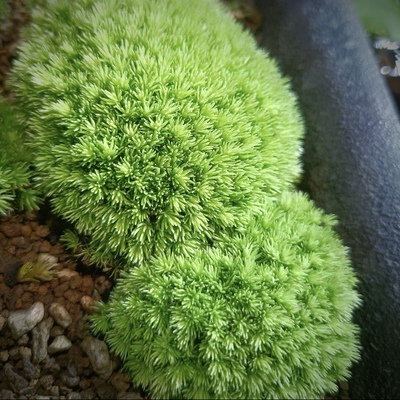 鲜活白发藓人工驯养苔藓微景观雨林缸生态缸桌面绿植造景专用
