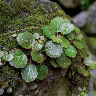 金丝荷叶苗 虎耳草苗 金线吊芙蓉苗盆景假山造景雨林缸绿植造景