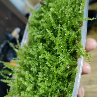 盆景铺面各种苔藓葡灯藓白毛藓凤尾藓鲜活微景观青苔藓护盆草苔藓