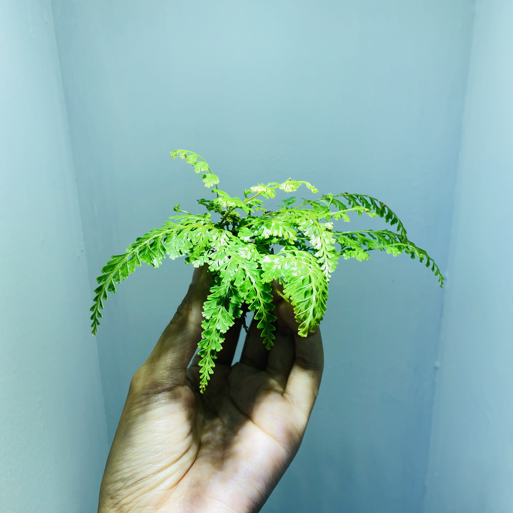 雨林缸生态缸微景观绿植乌蕨