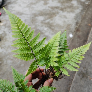 鳞毛蕨中型蕨类植物造景主景雨林缸乌龟缸庭院绿植盆栽原生态