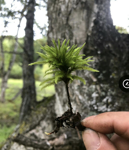 万年藓水草活体植物鱼缸水草活体易活好养耐低温生态瓶水草造景