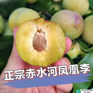 正宗四川赤水河凤凰李新鲜应季现摘现发脆甜多汁孕妇水果