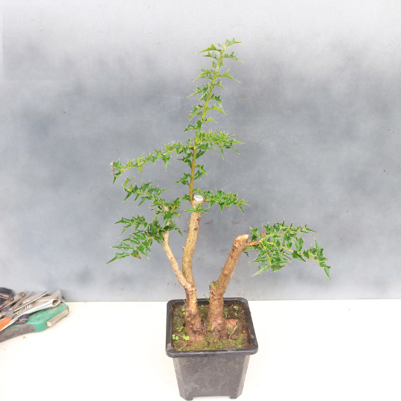 小叶构骨老桩盆景 成品猫儿刺观果绿植鸟不宿米叶构骨四季常青