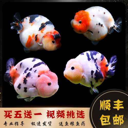 潘氏小尾兰寿金鱼观赏鱼淡水包邮