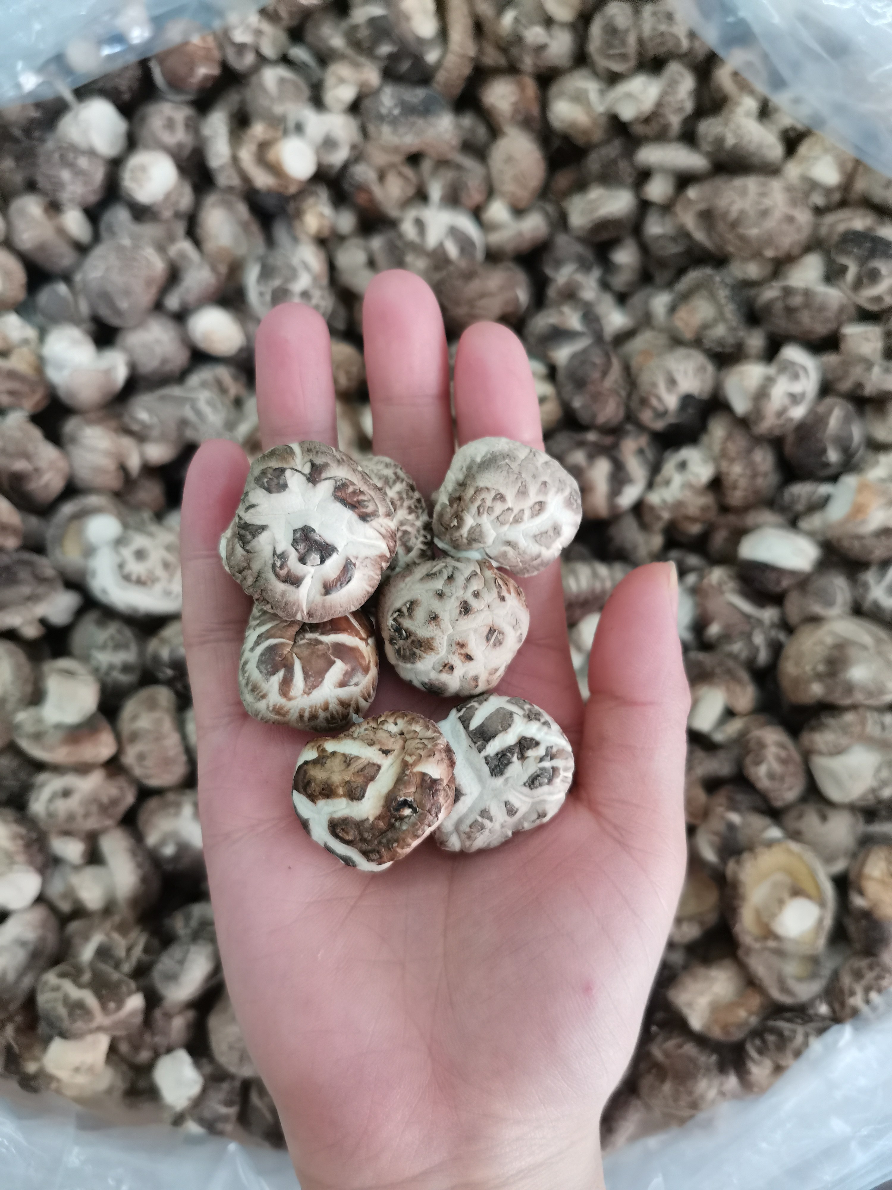 湖北特产保康食用小花菇剪根椴木香菇干货房县香菇襄阳特产包邮