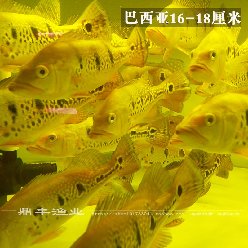 黄金巴西亚活体蓝帆眼斑三间活体帝王三间蓝帆五间皇冠三间金老虎