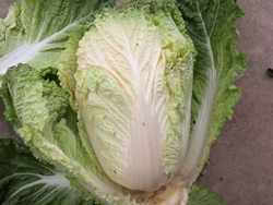 崇明我家的三分地 大白菜 鲜美 新鲜当季露天蔬菜 5斤左右1棵