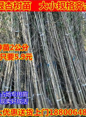 占地拆迁苗 银杏树苗 银杏树小苗 银杏树 花园植物行道绿化银杏苗