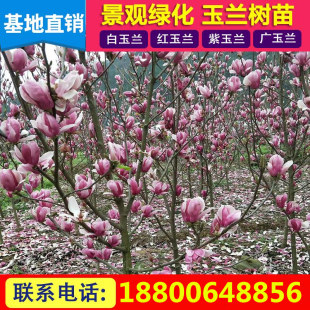 风景树庭院绿化苗玉兰树苗紫玉兰苗带花苞红玉兰娇红一号四季种植