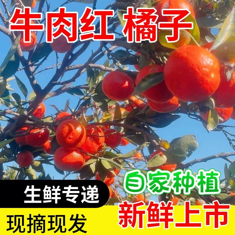 贵州特产惠水牛肉红橘子金钱橘柑橘时令新鲜水果桔子新鲜现摘现发,水产肉类/新鲜蔬果/熟食,桔子,淘宝优惠券,粉丝福利购,淘宝优惠卷
