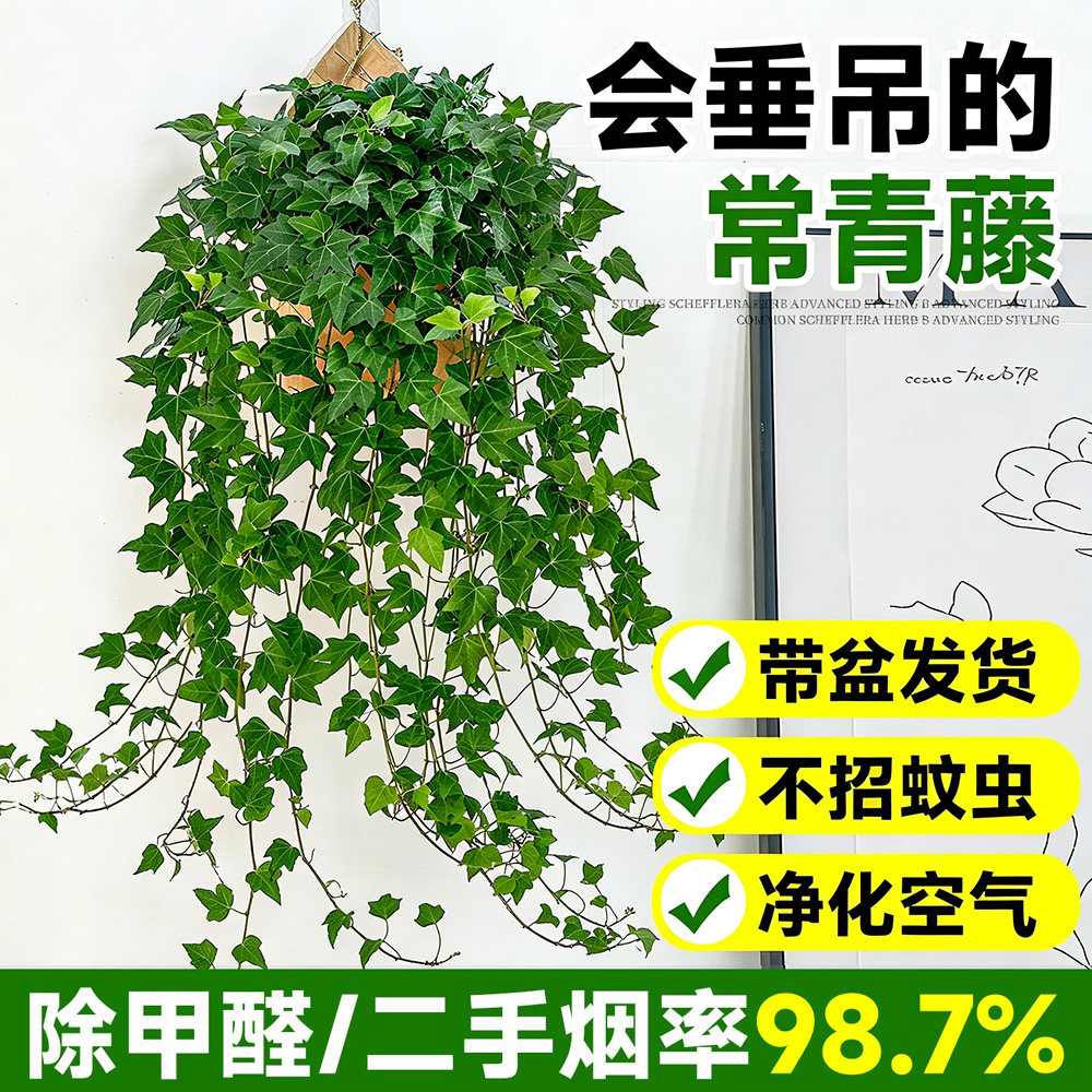 常春藤室内办公室除甲醛净化空气