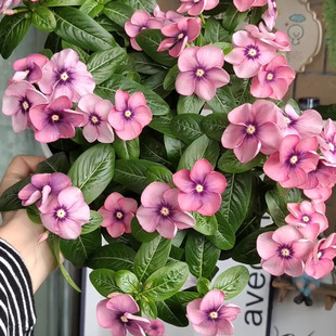 长春花自收种子夏季耐热花卉盆栽庭院室内阳台满25包邮