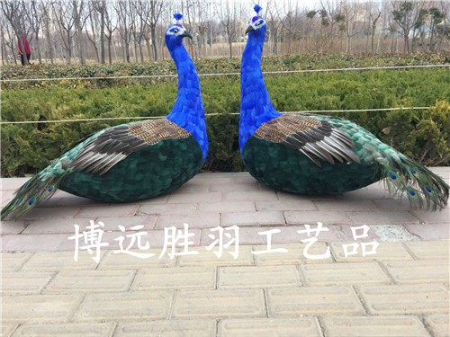 蓝色标本园林婚庆摄影道具孔雀