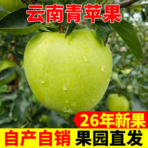 云南昭通青苹果新鲜水果9斤当季