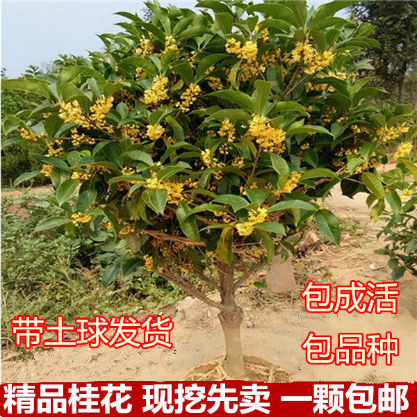 桂花树大树金桂 图片 价格 多少钱 什么值得买