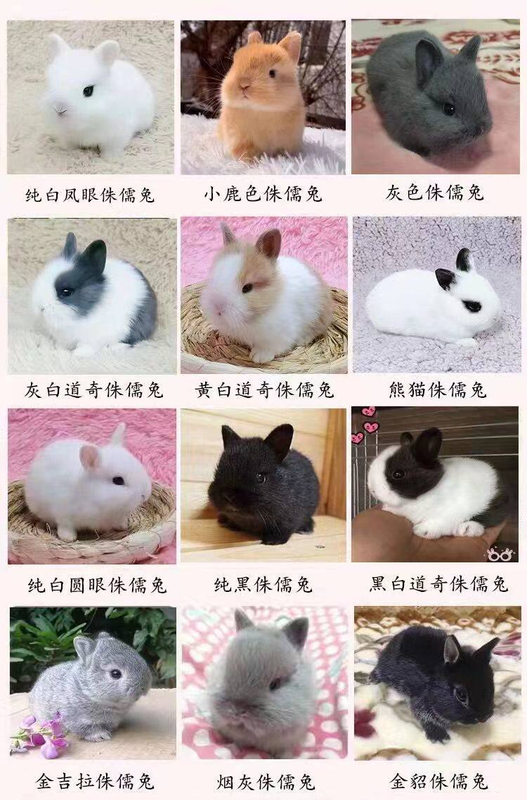 侏儒兔好养吗,凤眼(第2页)_大山谷图库